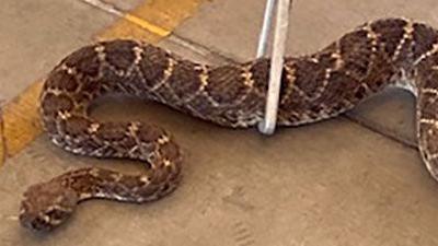 Green valley bite reminder that it's rattler season in Tucson