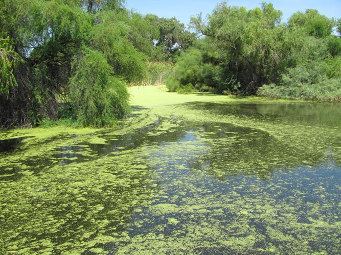 Sweetwater bayou