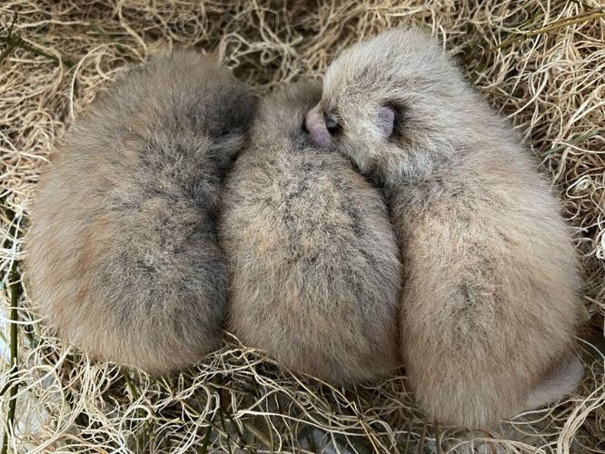 Red panda cubs 3