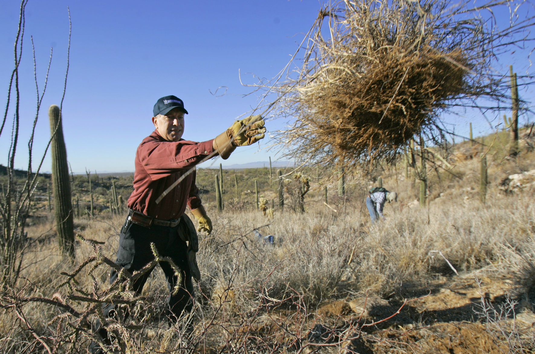 Groups plan longer Tucson campaign to beat back invasive buffelgrass photo