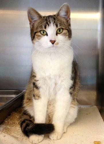 Pima Animal Care Center