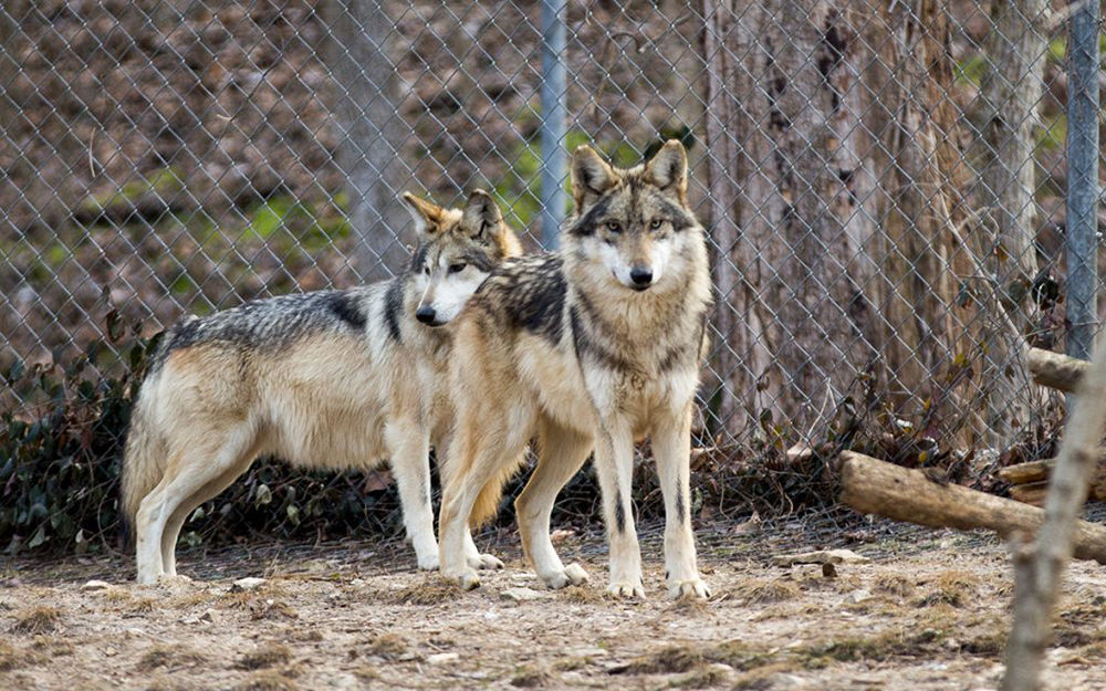Mexican Wolf Recovery