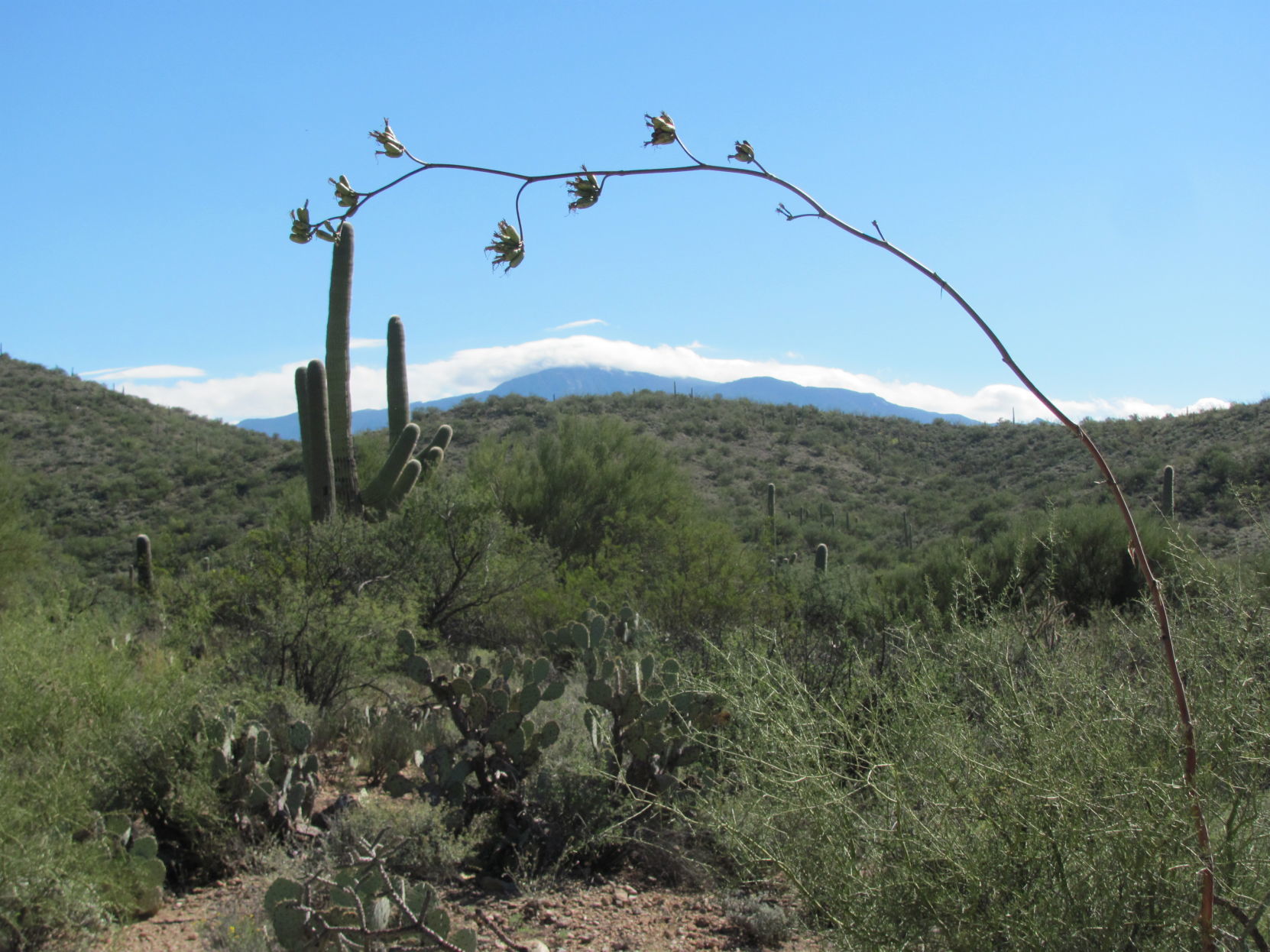 Repairs to Hope Camp Trail in Saguaro National Park set to start Aug. 5