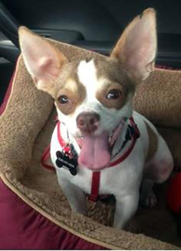 Deputy becomes abused Chihuahua's BFF