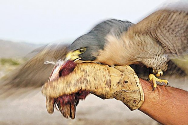 Falconry master  