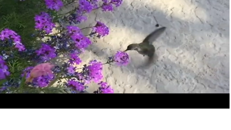 Watch now: Wild critters on the move in Southern Arizona