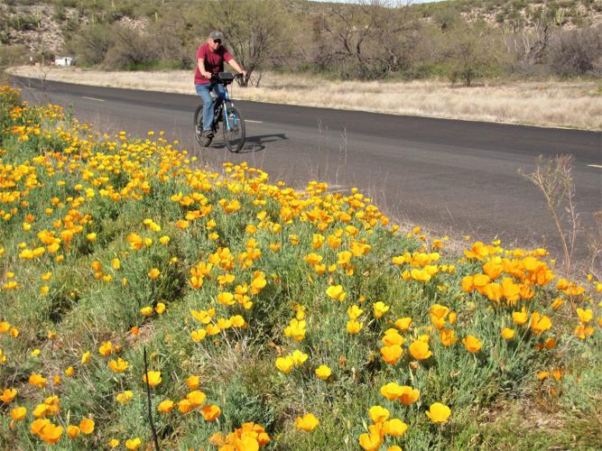 Cyclists and poppies
