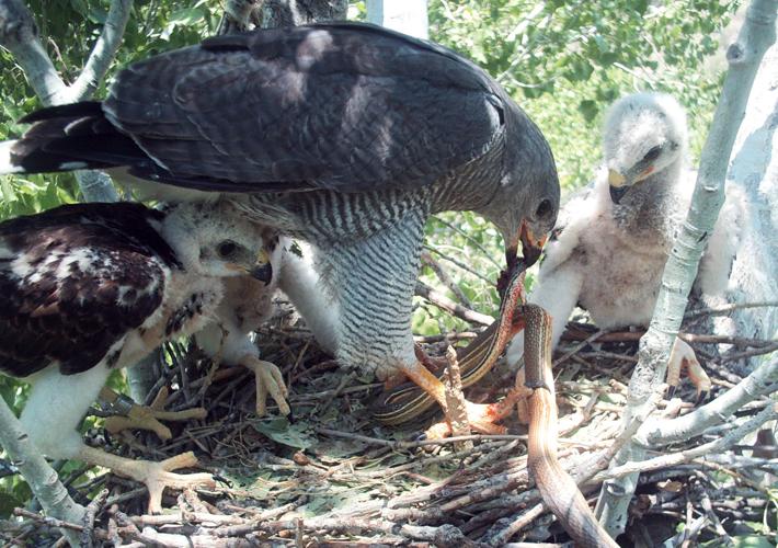 Gray Hawks, San Pedro Riparian National Conservation Area
