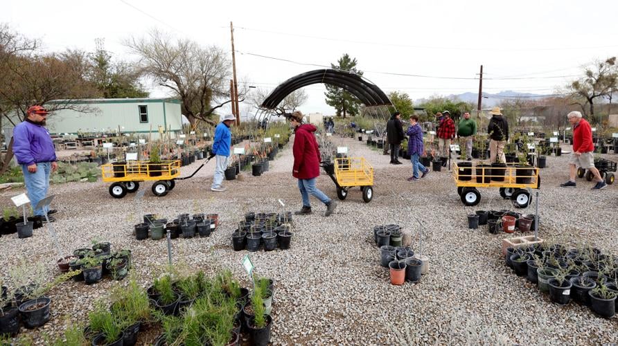 Desert Survivors Native Plant Nursery
