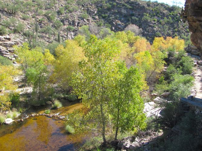 Sabino fall color