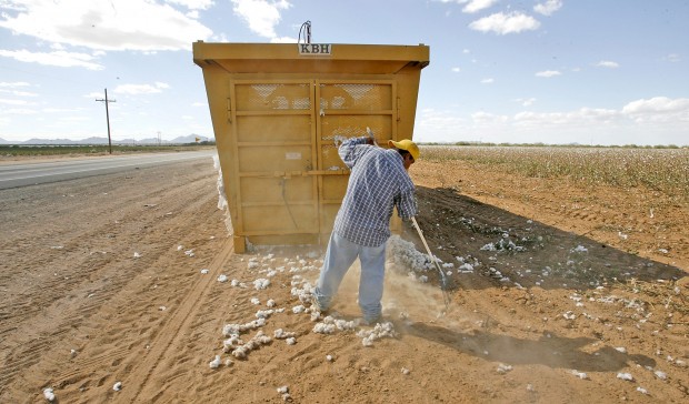 Cotton is currently fabric of their lives   