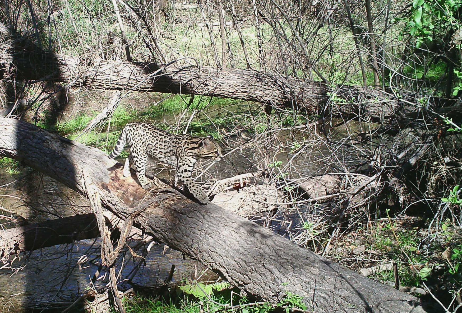 Population Of Endangered Ocelots Discovered In Sonora Near Arizona Border