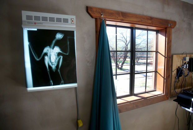 Wildlife rehabbers saving tiny lives