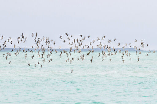 How birdwatchers can help threatened bird populations