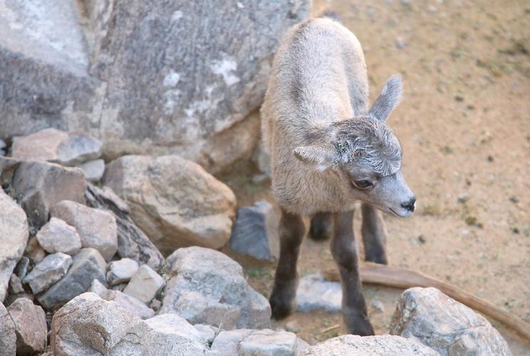 Arizona-Sonora Desert Museum