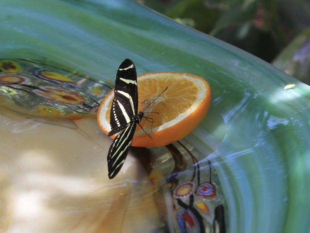 Butterfly in a bowl    