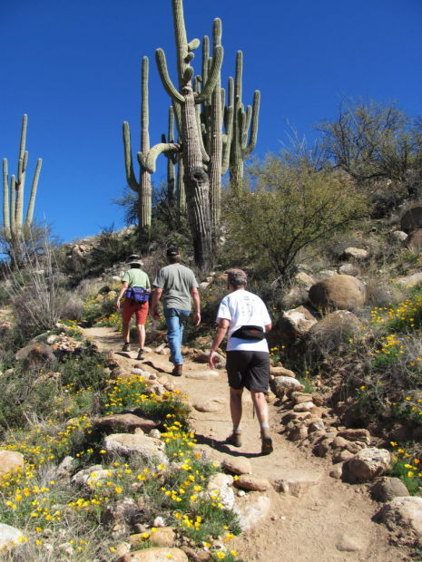 Catalina State park starts Saguaro-adoption program
