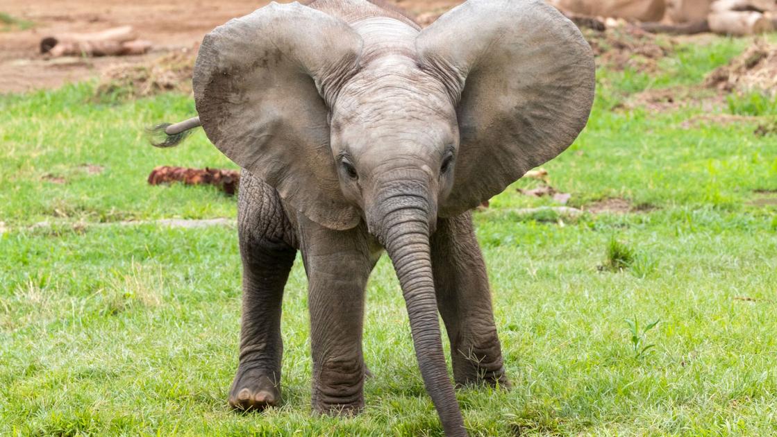 Your Tucson baby elephant fix: Penzi takes her first mud wallow with ...