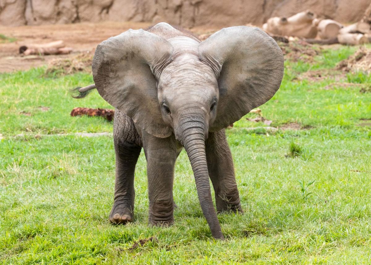 Your Tucson Baby Elephant Fix Penzi Takes Her First Mud Wallow With Nandi Tucson Life Tucson Com