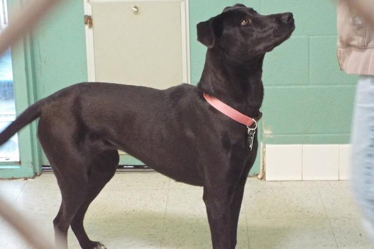 Adopt a friend: Sierra