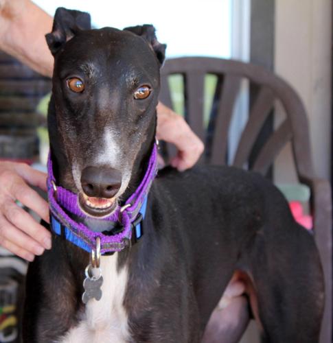 Adopt A Friend: Lorenzo