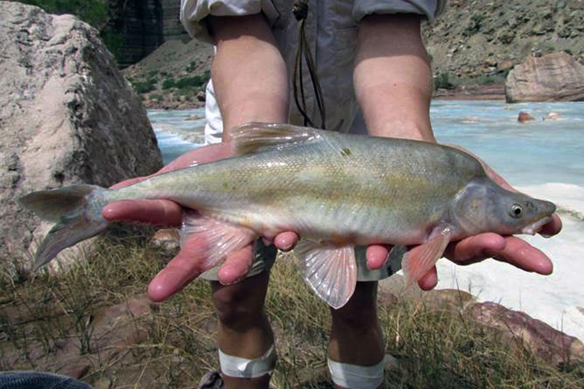 Humpback Chub
