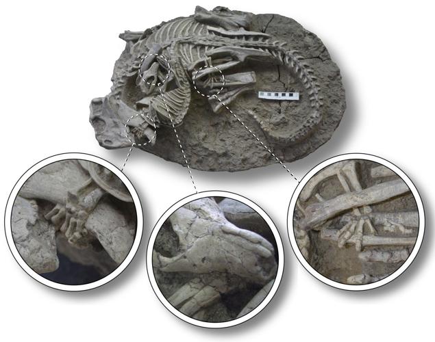 Mammals Eating Dinosaurs