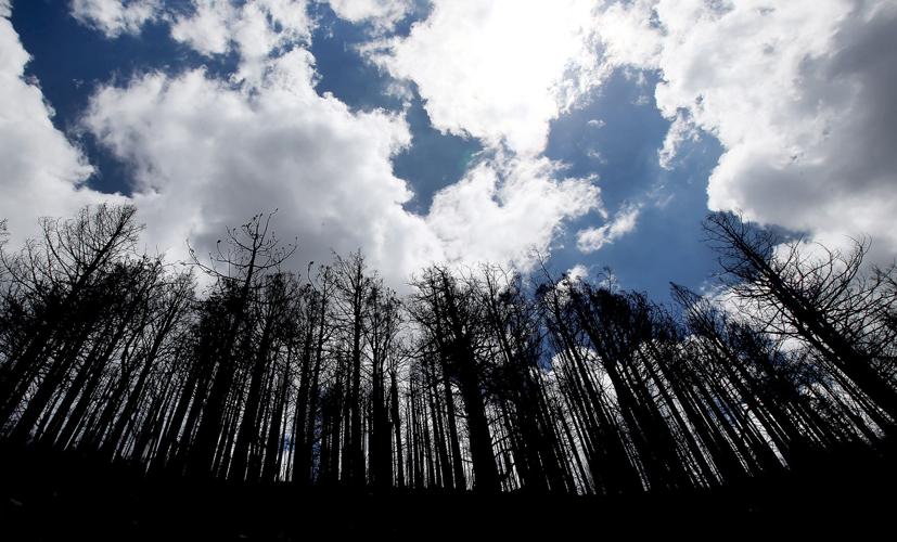 Frye Fire recovery on Mt. Graham