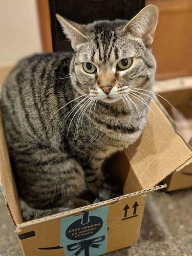 Adopt a friend: Scootay