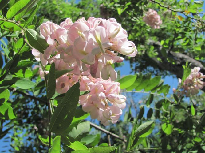 New Mexico locust bloom