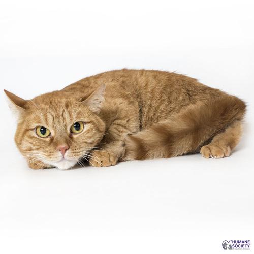 Adopt a friend: Ginger