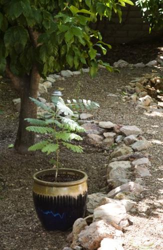 Natives thrive in garden getaway   