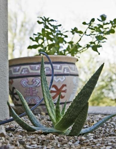 Gardening in desert is a new thrill   