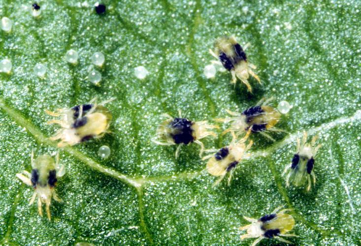 Garden Sage Spotted Spider Mites