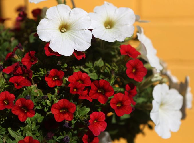 Sundrea Landscape Center