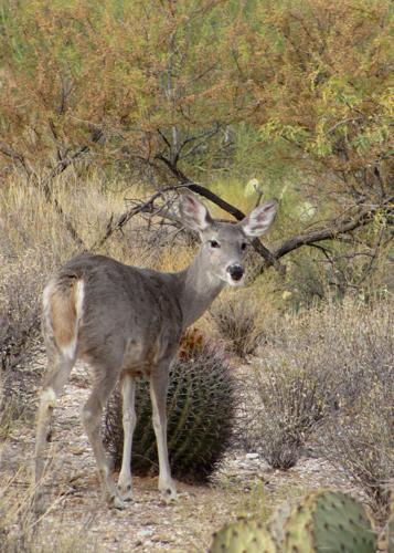 Esperero Trail in Sabino Canyon.