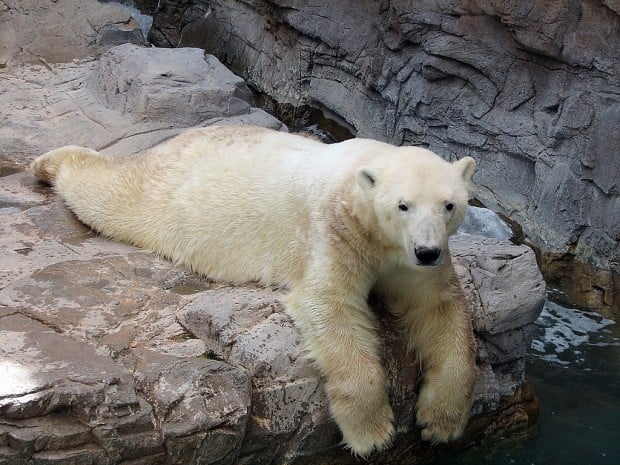 Reid Zoo's Boris the polar bear dies of apparent allergic reaction