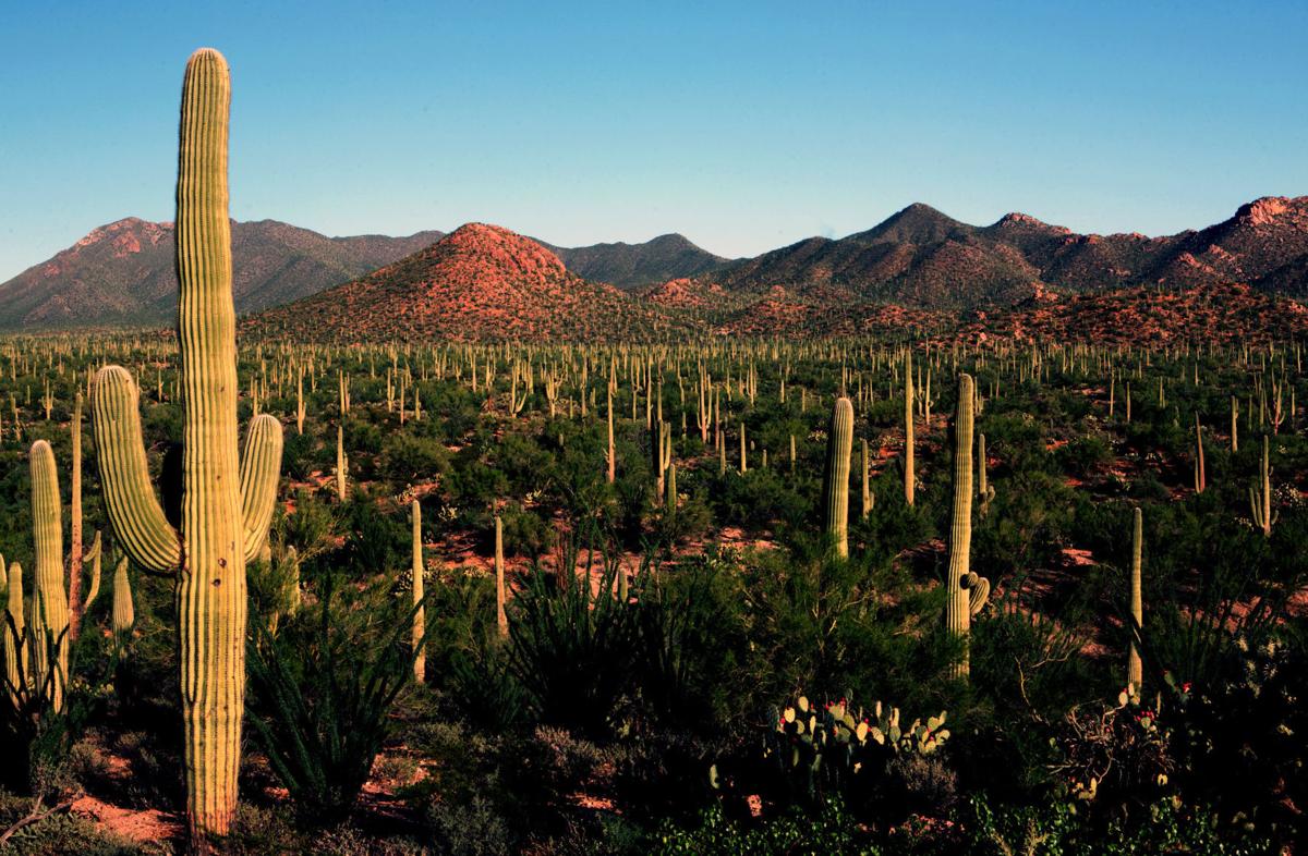 Saguaro National Park Vistas