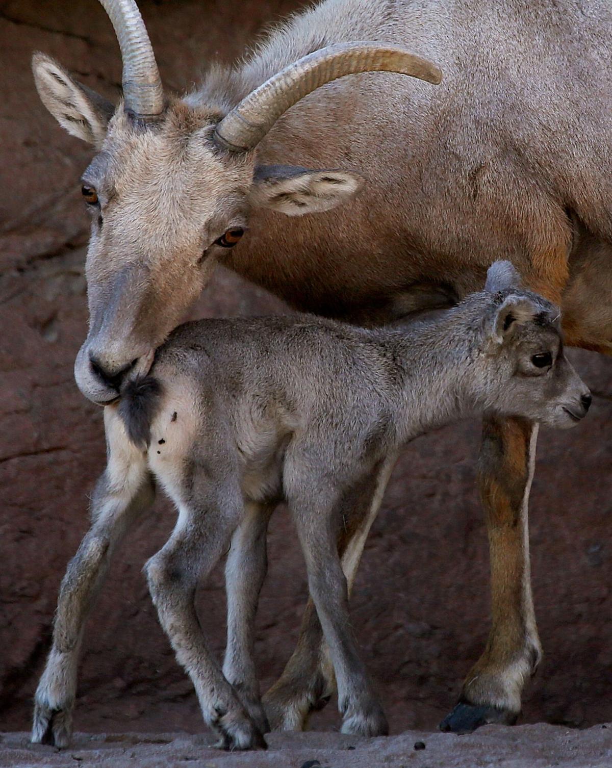 Photos Baby Bighorn sheep at ArizonaSonora Desert Museum Galleries