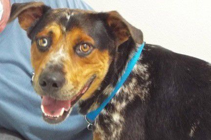 Adopt a friend: Clyde