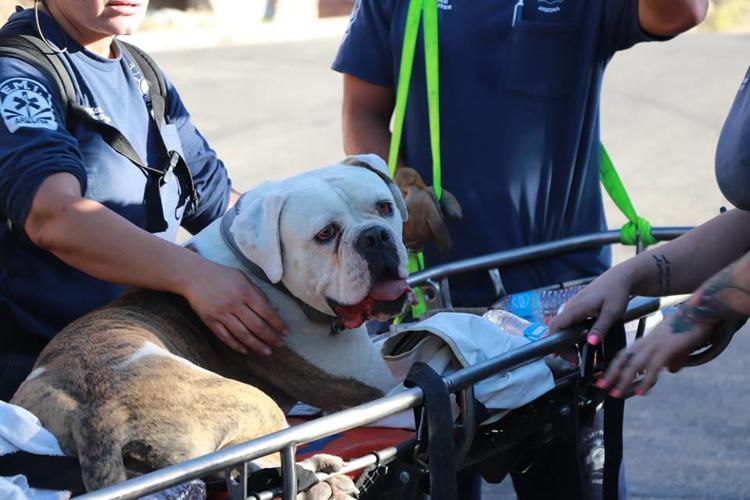 Dog rescued from Madera Canyon