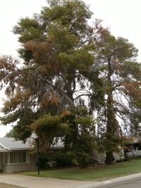 Local trees under assault by long-term drought, sporadic pests and fungus