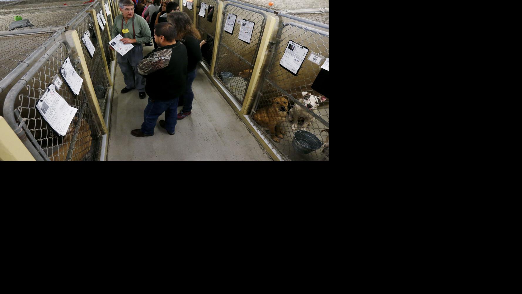 Pets displaced by LA wildfires up for adoption in Tucson