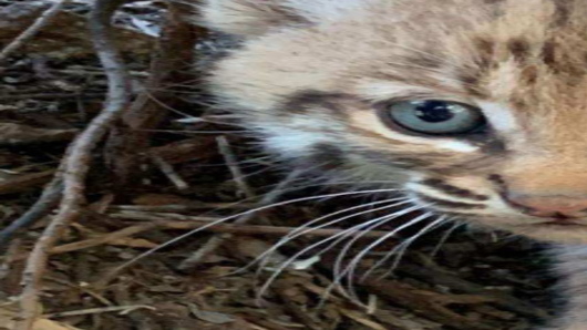 Tucsonan Bitten While Trying To Rescue Bobcat Kitten Local News Tucson Com
