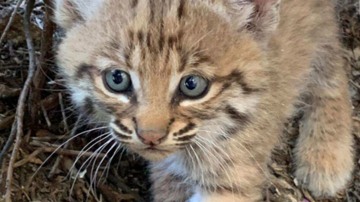 Tucsonan Bitten While Trying To Rescue Bobcat Kitten Local News Tucson Com Tucsonan Bitten While Trying To Rescue Bobcat Kitten Local News Tucson Com