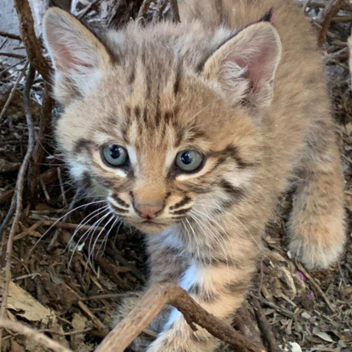 Tucsonan Bitten While Trying To Rescue Bobcat Kitten Local News Tucson Com Tucsonan Bitten While Trying To Rescue Bobcat Kitten Local News Tucson Com