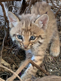 Tucsonan bitten while trying to rescue bobcat kitten