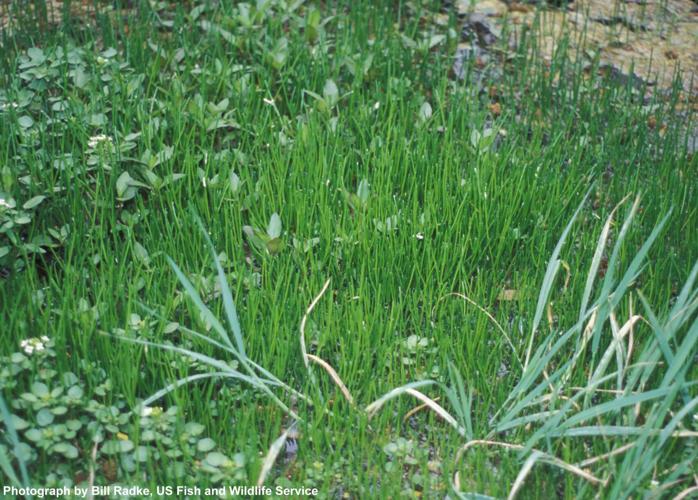 Huachuca water umbel plants
