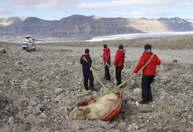 Bear kills 1, hurts 4 campers on pricey Arctic expedition   