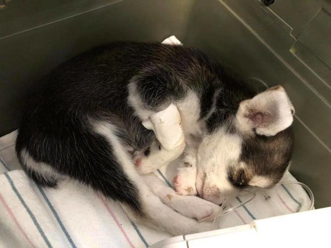 Husky puppy found in wash